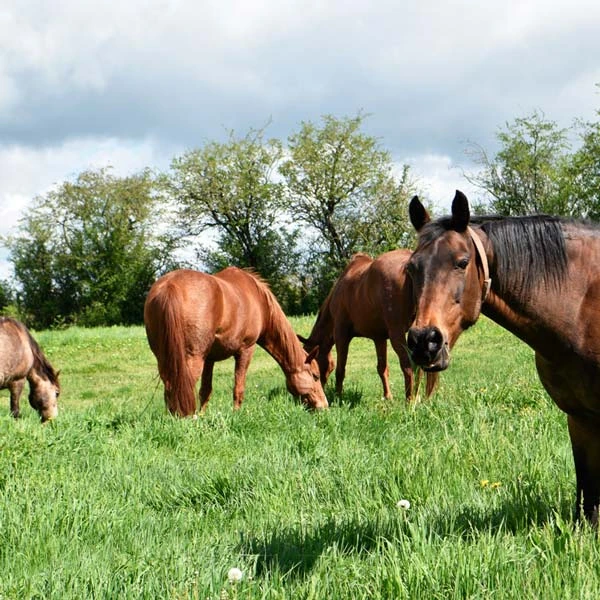 Pension pour chevaux à Saint-Germain-des-Fossés, Allier